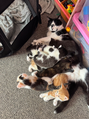 Kittens