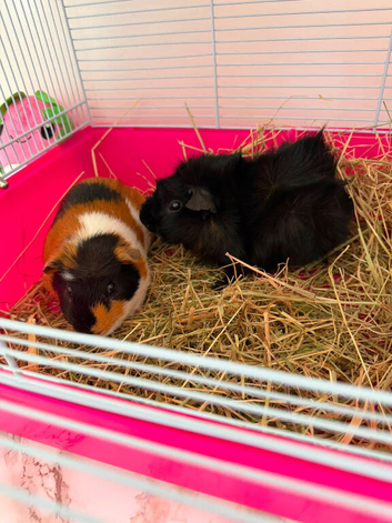 2 male guinea pigs