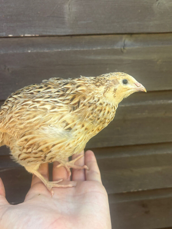 Cotunix Quail