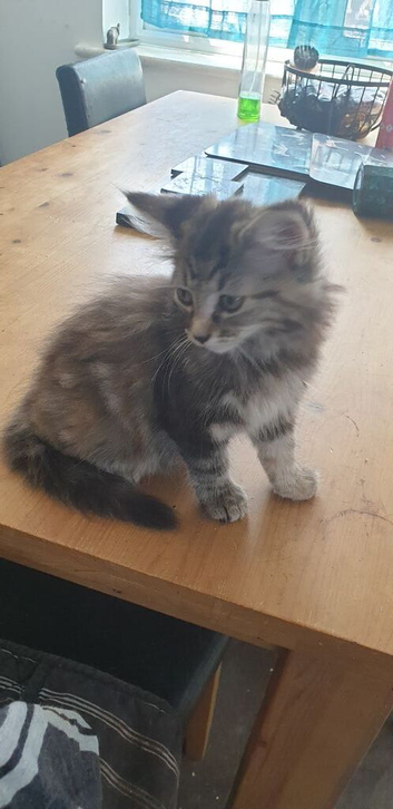 BLH Black grey and white male kitten for sale