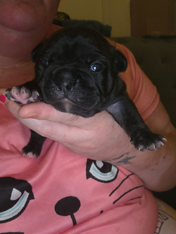 French bulldog girl puppy