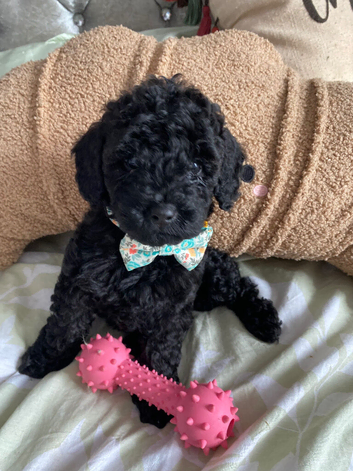 Cockapoo puppies ready now