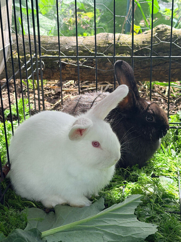 Rabbits