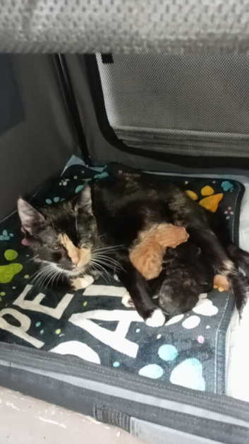 Kittens