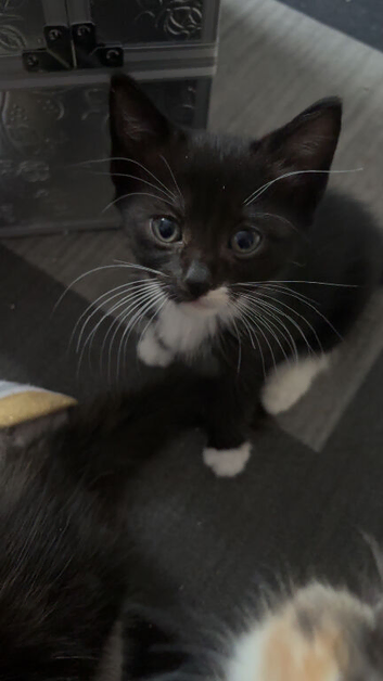 Ragamese cross kittens ready now