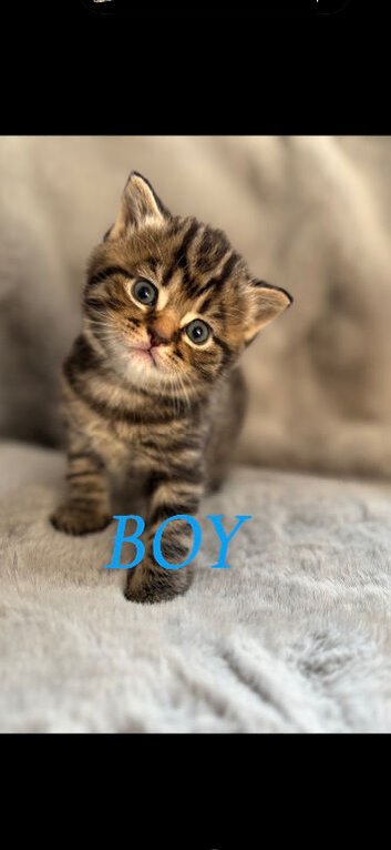 British short hair kittens