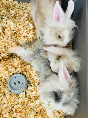 3 lionhead bunnies