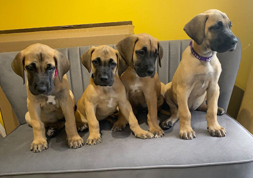 GREAT DANE PUPS ONLY 2 LEFT