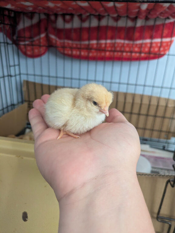 Pure buff Orpington chicks