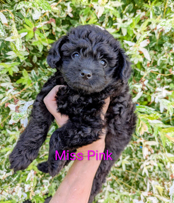 Gorgeous litter of F1 Pomapoo