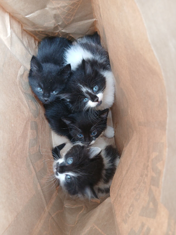 Kittens