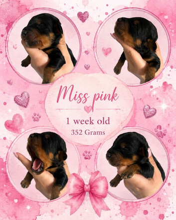 Last girl remaining!! F1B cavapoo puppies born on 1/6/26