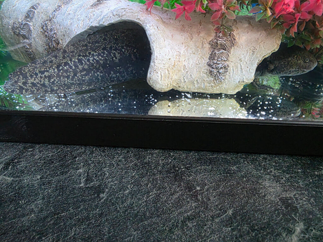 Stunning "Star-Dusted" 11inch Adult Female Axolotl - Dark Charcoal & Shimmering Gold