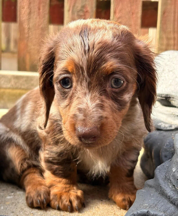 ADOREABLE Quality Miniature Dachshund