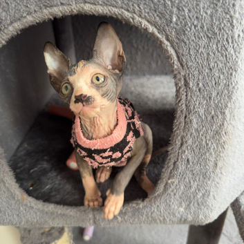 Sweet Sphynx girl