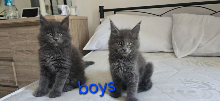 Maine coon kittens