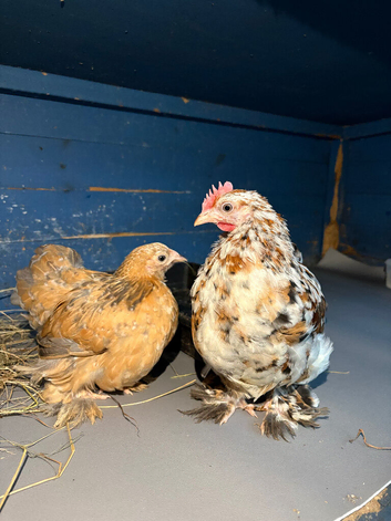 Pair of pekin bantams