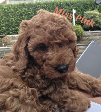 Red Cavapoo 9 wks ready to go