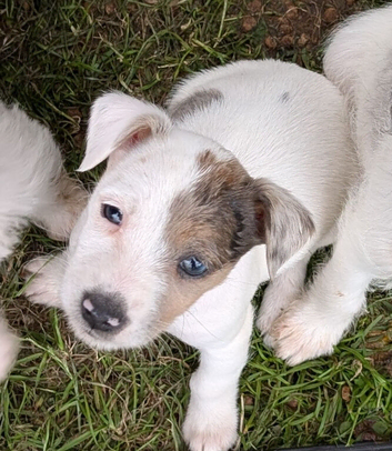 terrier