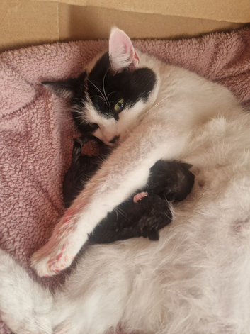 2 Beautiful Kittens