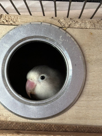 Love bird