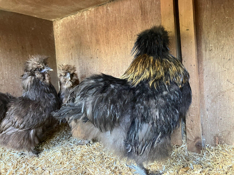 A trio of silkie chickens