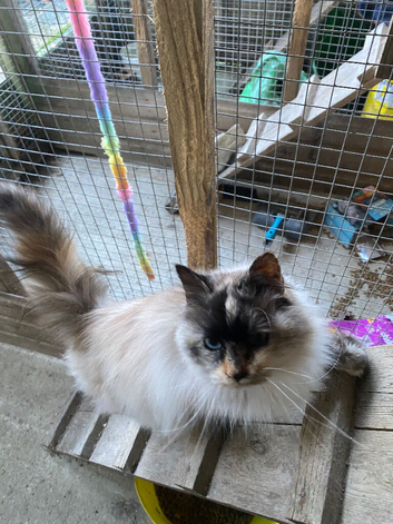 Tortie-point Ragdoll Queen