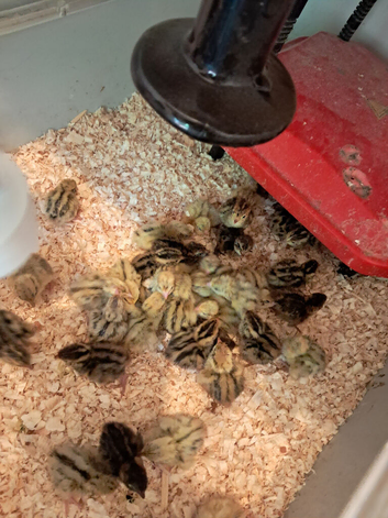 75 Quails Chicks: A day old Japanese/Coturnix Quails
