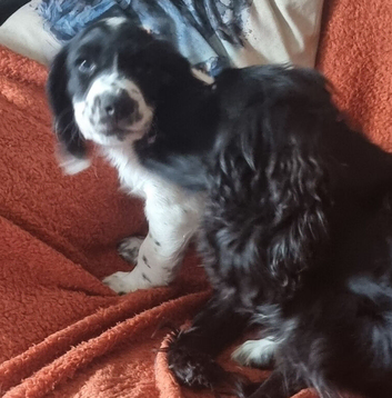 Kc registered cocker pups