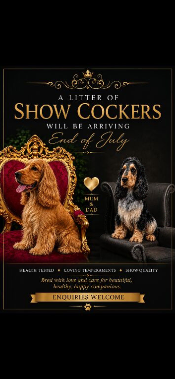 Show Cocker Puppies