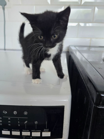 Cute fluffy kittens Looking for new home