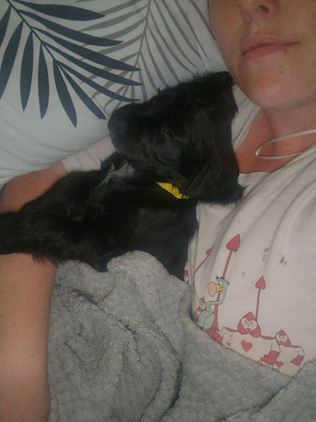 9 week old female working cocker spaniel