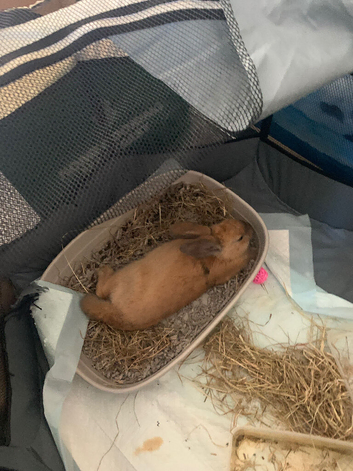 Pixie the Mini lop
