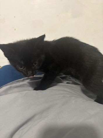 Kitten for sale needed gone today if possible