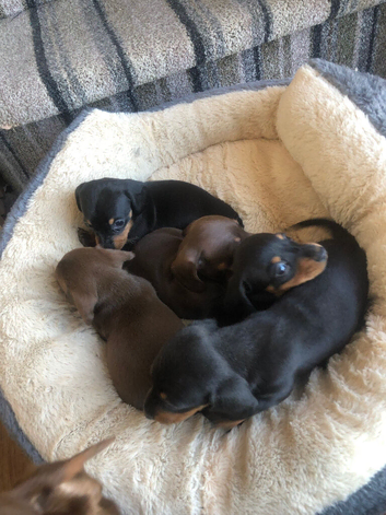 Upcoming litter of mini smooth haired dachshunds