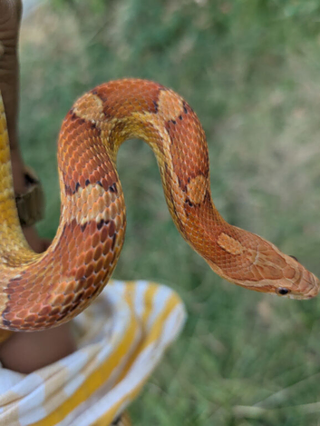 Wild Type Corn Snake  - Rupert needs a new home