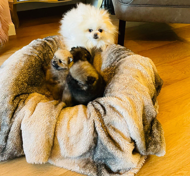 Beautiful kc Pomeranian puppies