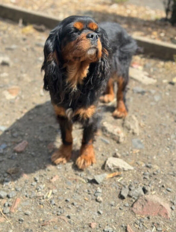 3yo cavalier King Charles girl