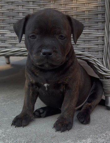 KC REGISTERED STAFFORDSHIRE BULL TERRIERS