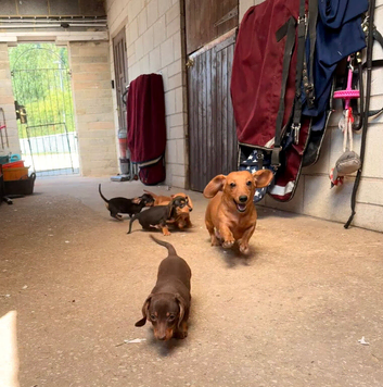 Pra clear mini smooth dachshund pups