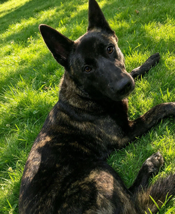 Dutch herder Puppy