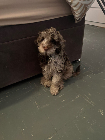 F2 COCKERPOO
