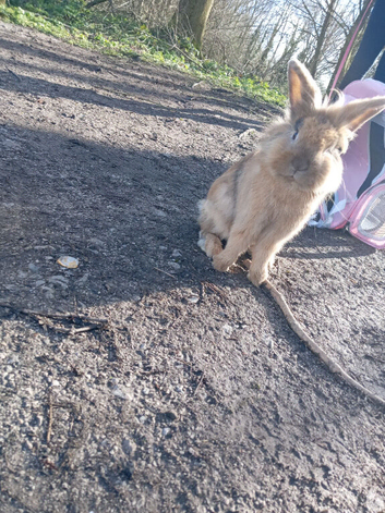 Pet sitting available