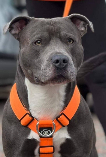 50+ successful litters. Blue staffy