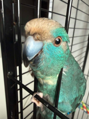 Blue pied kakarikis
