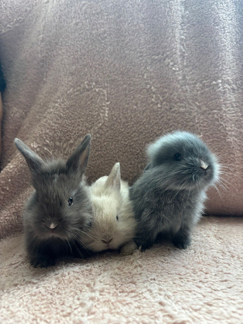 Gorgeous Baby Lionhead Rabbits
