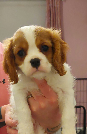 Kc Reg Cavalier King Charles Spaniel puppies