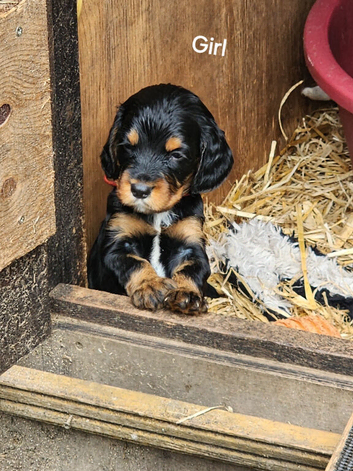 F2 Sprocker Puos from Licenced Breeder