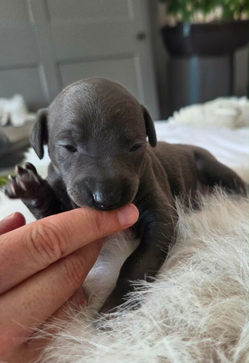 Stunning boy available
