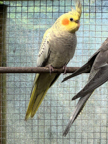 Adult cockatiel available